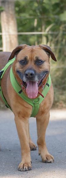 Boomer – Mix-Boxer-Rodesian Ridgeback, Männchen, 7 Jahre 2 Monate, 45141 Essen – Foto 4