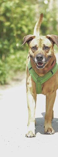 Boomer – Mix-Boxer-Rodesian Ridgeback, Männchen, 7 Jahre 2 Monate, 45141 Essen – Foto 5