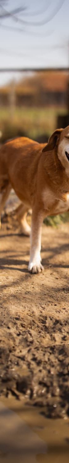 Boa – Mischling, Weibchen, 2 Jahre 11 Monate, Nordic Strays e.V. – Foto 1