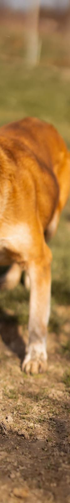 Boa – Mischling, Weibchen, 2 Jahre 11 Monate, Nordic Strays e.V. – Foto 2