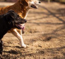 Boa – Mischling, Weibchen, 2 Jahre 11 Monate, Nordic Strays e.V. – Foto 11