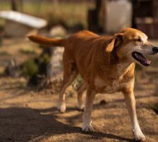 Boa – Mischling, Weibchen, 2 Jahre 11 Monate, Nordic Strays e.V. – Foto 12