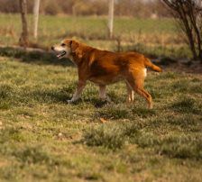 Boa – Mischling, Weibchen, 2 Jahre 11 Monate, Nordic Strays e.V. – Foto 13