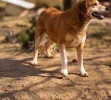 Boa – Mischling, Weibchen, 2 Jahre 11 Monate, Nordic Strays e.V. – Foto 14