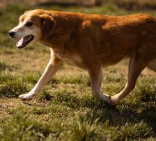 Boa – Mischling, Weibchen, 2 Jahre 11 Monate, Nordic Strays e.V. – Foto 15