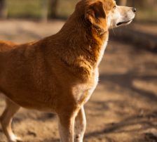 Boa – Mischling, Weibchen, 2 Jahre 11 Monate, Nordic Strays e.V. – Foto 16