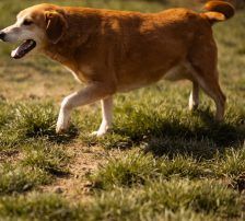 Boa – Mischling, Weibchen, 2 Jahre 11 Monate, Nordic Strays e.V. – Foto 17