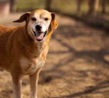 Boa – Mischling, Weibchen, 2 Jahre 11 Monate, Nordic Strays e.V. – Foto 18