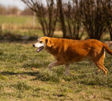 Boa – Mischling, Weibchen, 2 Jahre 11 Monate, Nordic Strays e.V. – Foto 19