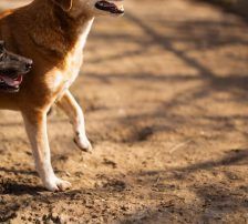 Boa – Mischling, Weibchen, 2 Jahre 11 Monate, Nordic Strays e.V. – Foto 20
