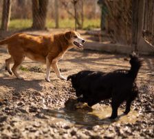 Boa – Mischling, Weibchen, 2 Jahre 11 Monate, Nordic Strays e.V. – Foto 21