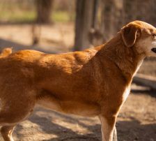 Boa – Mischling, Weibchen, 2 Jahre 11 Monate, Nordic Strays e.V. – Foto 22
