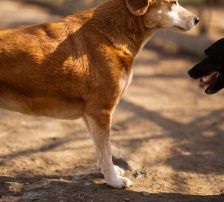 Boa – Mischling, Weibchen, 2 Jahre 11 Monate, Nordic Strays e.V. – Foto 23