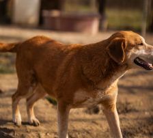 Boa – Mischling, Weibchen, 2 Jahre 11 Monate, Nordic Strays e.V. – Foto 24