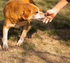 Boa – Mischling, Weibchen, 2 Jahre 11 Monate, Nordic Strays e.V. – Foto 6
