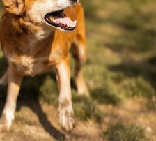 Boa – Mischling, Weibchen, 2 Jahre 11 Monate, Nordic Strays e.V. – Foto 7