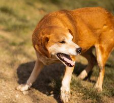 Boa – Mischling, Weibchen, 2 Jahre 11 Monate, Nordic Strays e.V. – Foto 8