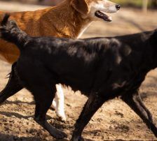 Boa – Mischling, Weibchen, 2 Jahre 11 Monate, Nordic Strays e.V. – Foto 9