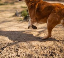 Boa – Mischling, Weibchen, 2 Jahre 11 Monate, Nordic Strays e.V. – Foto 10