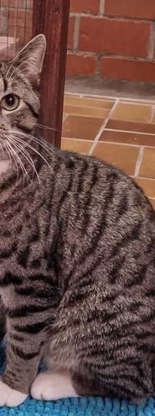 Lutzi – Europäisch Kurzhaar, Männchen, , 45141 Essen – Foto 1