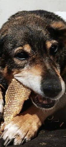 Zita – Mischling, Weibchen, 11 Jahre, 65520 Bad Camberg – Foto 1