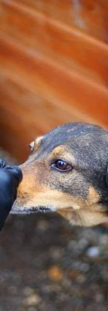 Zita – Mischling, Weibchen, 11 Jahre, 65520 Bad Camberg – Foto 2