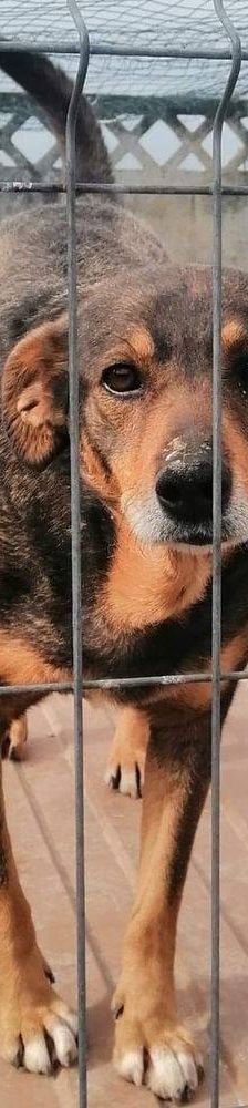 Zita – Mischling, Weibchen, 11 Jahre, 65520 Bad Camberg – Foto 3