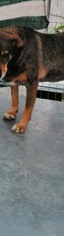 Zita – Mischling, Weibchen, 11 Jahre, 65520 Bad Camberg – Foto 5