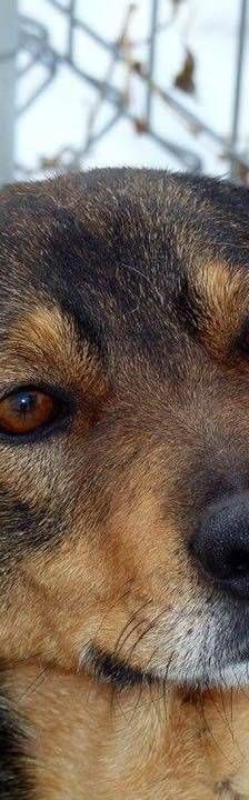 Zita – Mischling, Weibchen, 11 Jahre, 65520 Bad Camberg – Foto 6