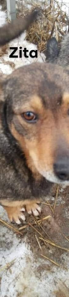 Zita – Mischling, Weibchen, 11 Jahre, 65520 Bad Camberg – Foto 7
