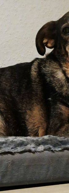 Zita – Mischling, Weibchen, 11 Jahre, 65520 Bad Camberg – Foto 8