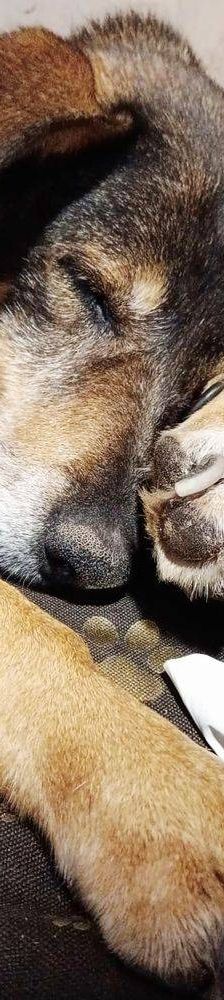 Zita – Mischling, Weibchen, 11 Jahre, 65520 Bad Camberg – Foto 9
