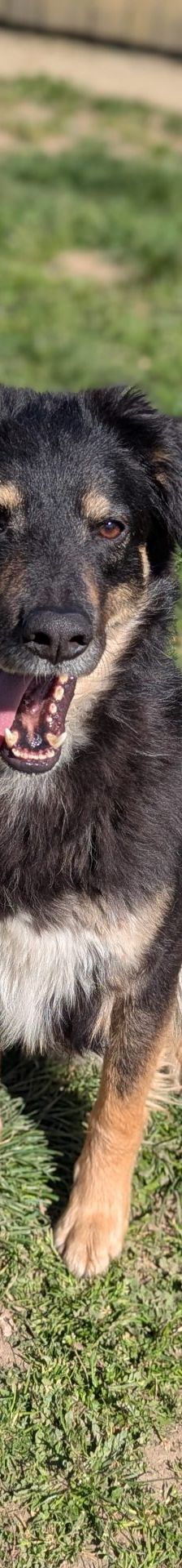 Aki – Mischling, Männchen, 2 Jahre, 97525 Schwebheim – Foto 1
