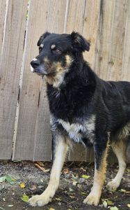 Aki – Mischling, Männchen, 2 Jahre, 97525 Schwebheim – Foto 2