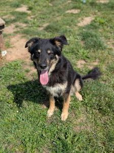 Aki – Mischling, Männchen, 2 Jahre, 97525 Schwebheim – Foto 3