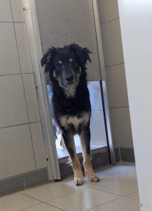 Aki – Mischling, Männchen, 2 Jahre, 97525 Schwebheim – Foto 4