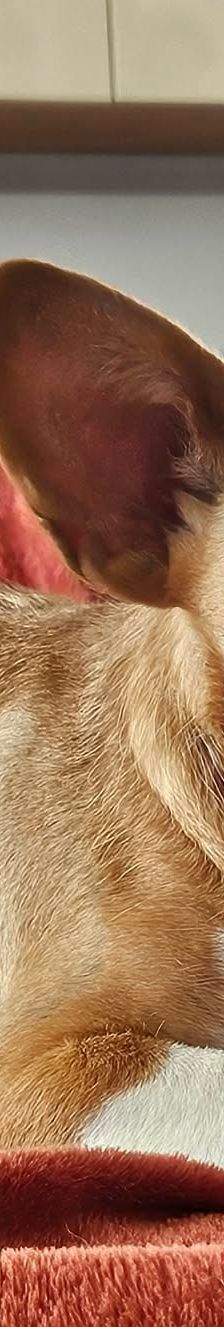 Janne – Jack Russell, Weibchen, 2 Jahre 6 Monate, 61184 Karben – Foto 2
