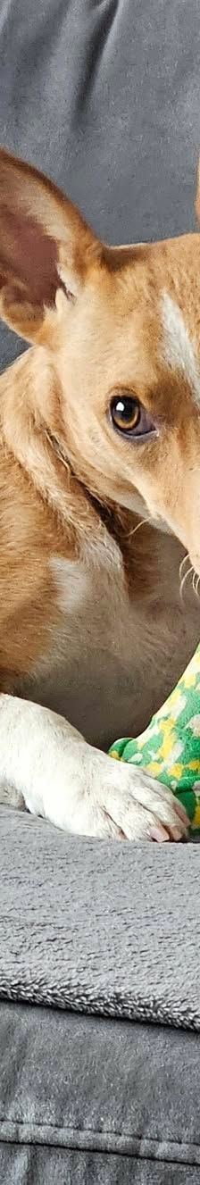Janne – Jack Russell, Weibchen, 2 Jahre 6 Monate, 61184 Karben – Foto 4