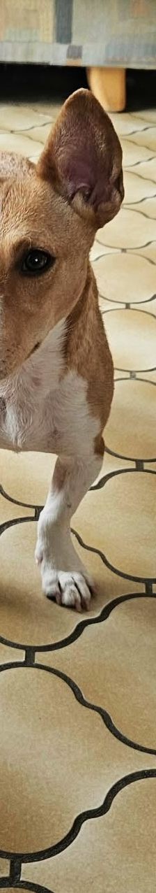 Janne – Jack Russell, Weibchen, 2 Jahre 6 Monate, 61184 Karben – Foto 6