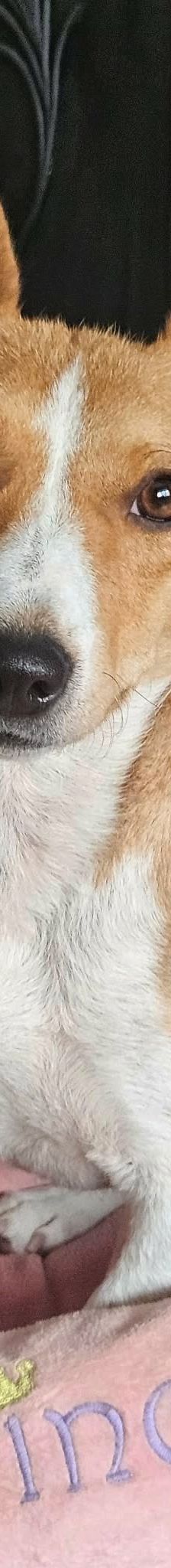 Janne – Jack Russell, Weibchen, 2 Jahre 6 Monate, 61184 Karben – Foto 8