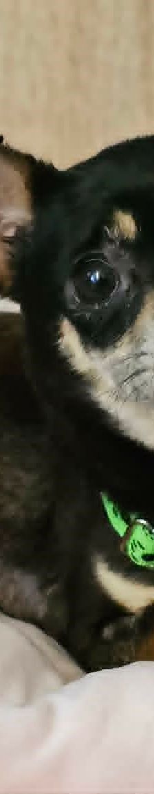 Insa – Chihua, Weibchen, 6 Jahre 6 Monate, 76327 Pfinztal – Foto 1