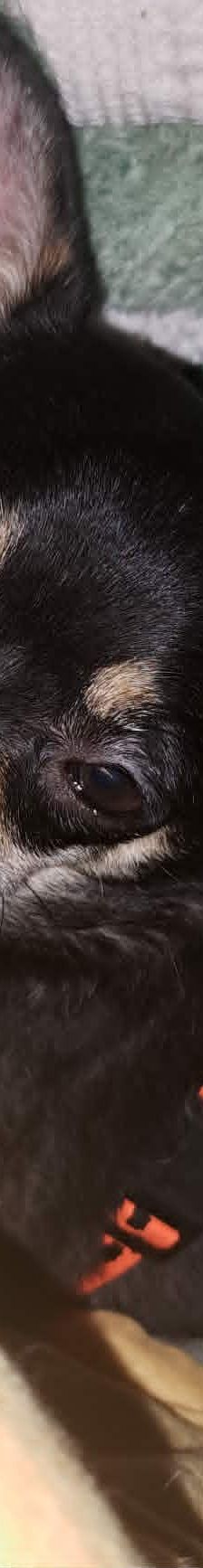 Insa – Chihua, Weibchen, 6 Jahre 6 Monate, 76327 Pfinztal – Foto 2