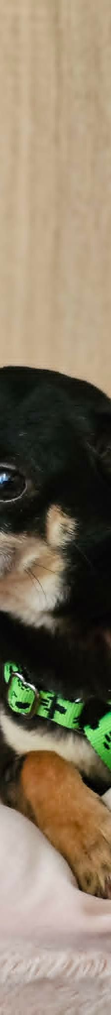 Insa – Chihua, Weibchen, 6 Jahre 6 Monate, 76327 Pfinztal – Foto 3