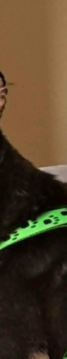 Insa – Chihua, Weibchen, 6 Jahre 6 Monate, 76327 Pfinztal – Foto 4