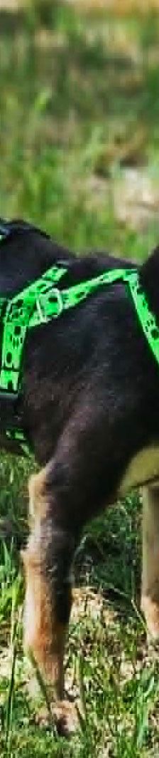 Insa – Chihua, Weibchen, 6 Jahre 6 Monate, 76327 Pfinztal – Foto 6