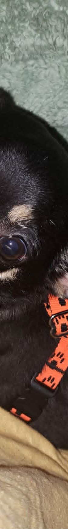 Insa – Chihua, Weibchen, 6 Jahre 6 Monate, 76327 Pfinztal – Foto 7