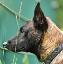 Joe – Malinois-Mischling, Männchen, 11 Monate, 90537 Feucht – Foto 1