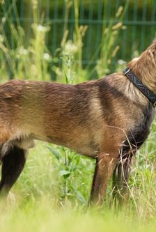Joe – Malinois-Mischling, Männchen, 11 Monate, 90537 Feucht – Foto 2