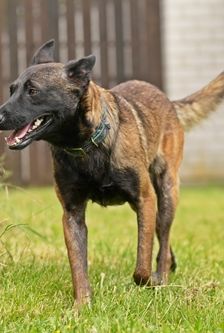 Joe – Malinois-Mischling, Männchen, 11 Monate, 90537 Feucht – Foto 3