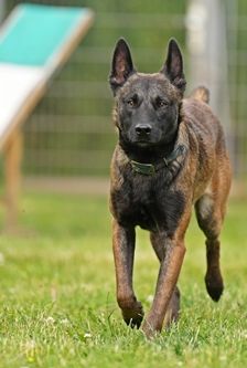 Joe – Malinois-Mischling, Männchen, 11 Monate, 90537 Feucht – Foto 4
